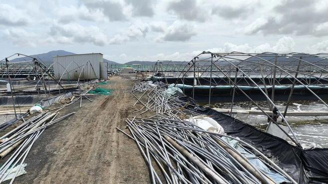 小棚被摧毁26万斤大虾“渡劫”虾农紧急救援！z6尊龙网站登录入口超惨烈！江门阳江上万张(图13)